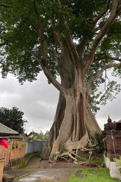 Дерево Wisata Kayu Putih, фото №1