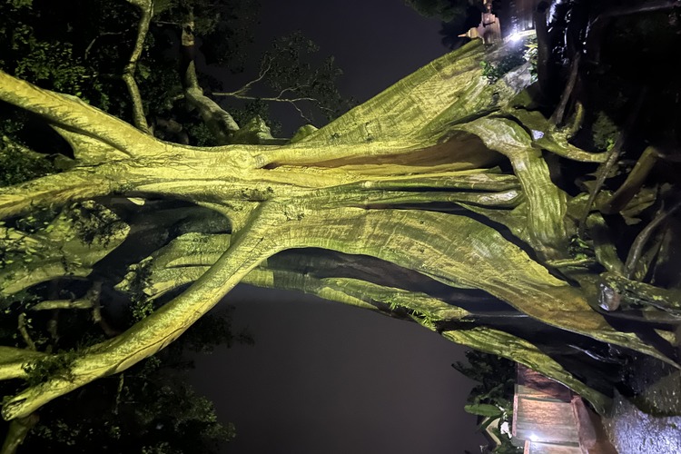 Дерево Wisata Kayu Putih, фото №2