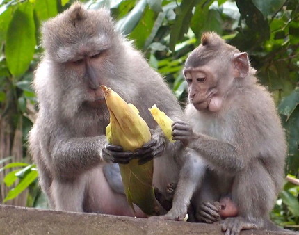 Monkey pranks in Bali